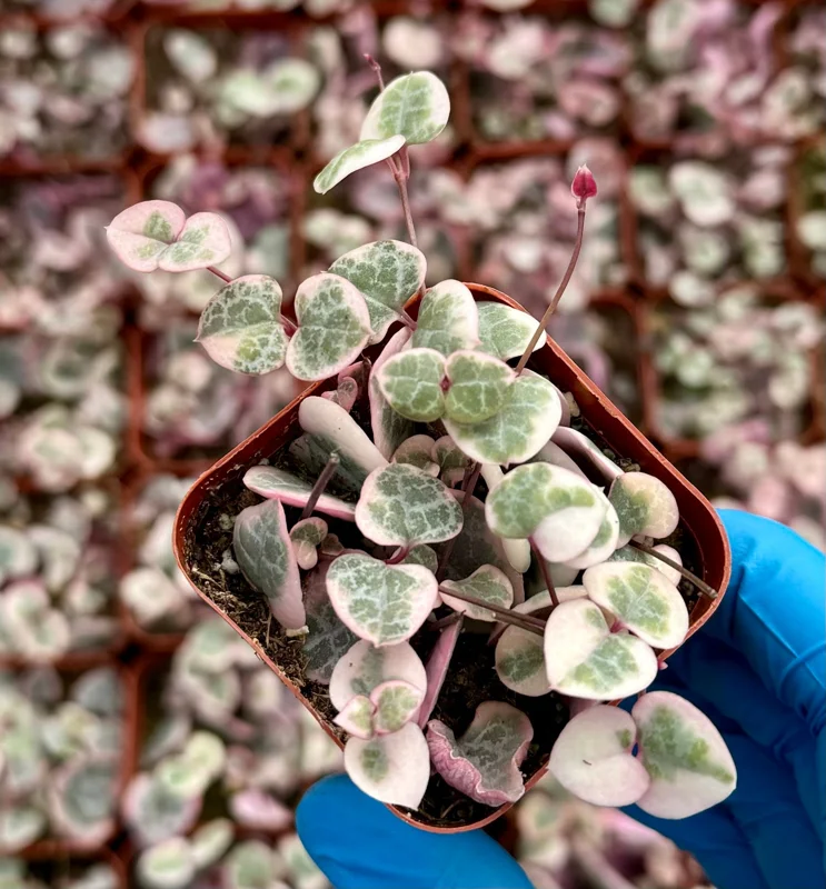 Variegated String of Hearts Live Plant - 2, 4, 6 Inch Pot - Indoor Succulent - Image 3