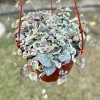Variegated String of Hearts Live Plant - 2, 4, 6 Inch Pot - Indoor Succulent - Image 1