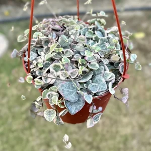 Variegated String of Hearts Live Plant - 2, 4, 6 Inch Pot - Indoor Succulent - Image 1