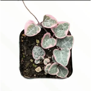 Variegated String of Hearts Live Plant - 2 Inch Pot Succulent Indoor Outdoor - Image 1