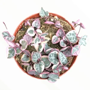 Variegated String of Hearts Live Plant - 2 Inch Pot Succulent Indoor Outdoor - Image 2