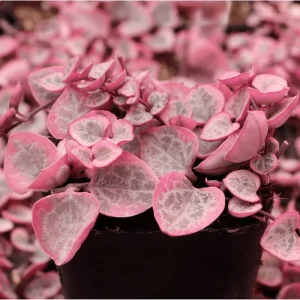 Variegated String of Hearts Live Plant - 2 Inch Pot Succulent Indoor Outdoor - Image 3
