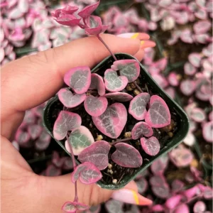 Variegated String of Hearts Live Plant - 2 Inch Pot Succulent Indoor Outdoor - Image 6