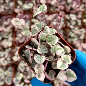 Variegated String of Hearts Live Plant – Ceropegia Woodii Variegata Trailing Succulent – 2, 4, 6 Inch Pot Sizes – Indoor Houseplant - Image 3
