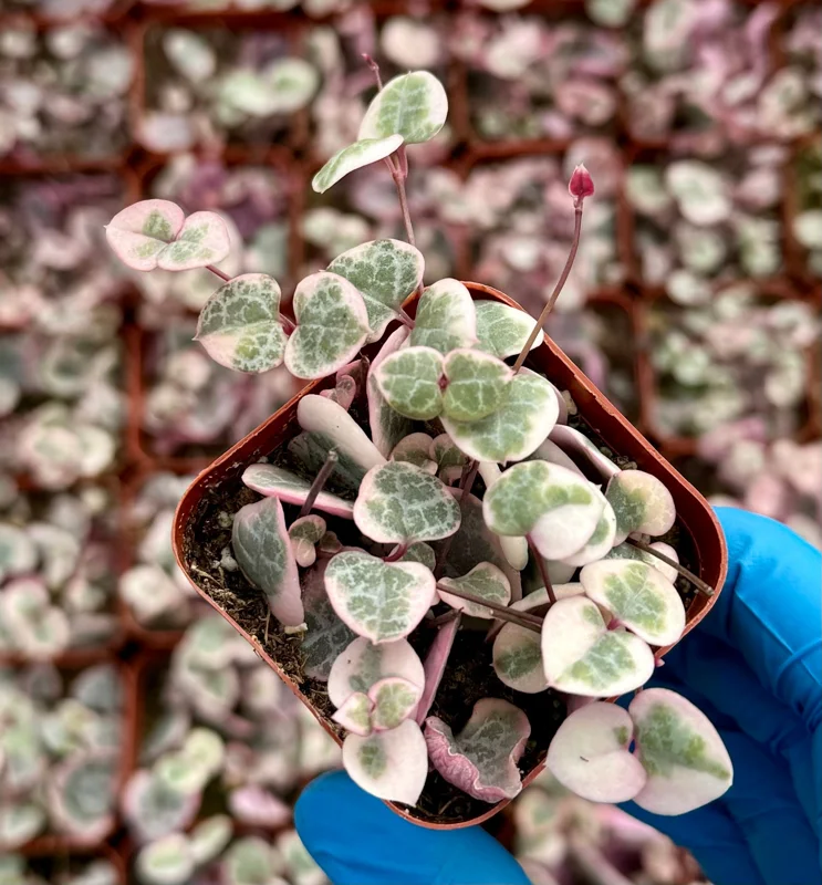 Variegated String of Hearts Live Plant – Ceropegia Woodii Variegata Trailing Succulent – 2, 4, 6 Inch Pot Sizes – Indoor Houseplant - Image 3