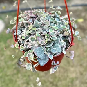 Variegated String of Hearts Live Plant – Ceropegia Woodii Variegata Trailing Succulent – 2, 4, 6 Inch Pot Sizes – Indoor Houseplant - Image 1