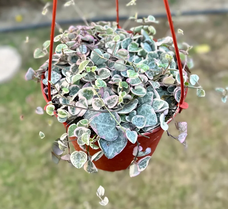 Variegated String of Hearts Live Plant – Ceropegia Woodii Variegata Trailing Succulent – 2, 4, 6 Inch Pot Sizes – Indoor Houseplant - Image 1