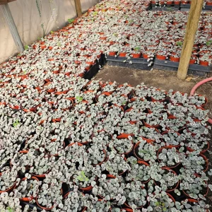 Variegated String of Hearts Live Plant – Trailing Succulent – Indoor Houseplant - Image 10