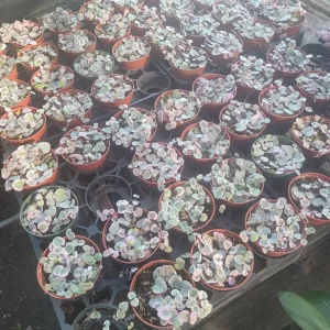 Variegated String of Hearts Live Plant – Trailing Succulent – Indoor Houseplant - Image 5