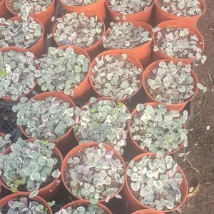 Variegated String of Hearts Live Plant – Trailing Succulent – Indoor Houseplant - Image 7