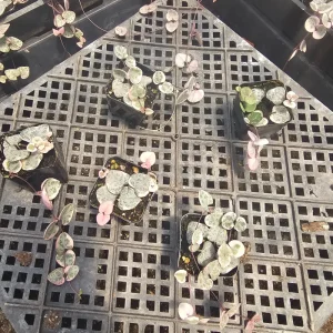 Variegated String of Hearts Live Plant – Trailing Succulent – Indoor Houseplant - Image 9