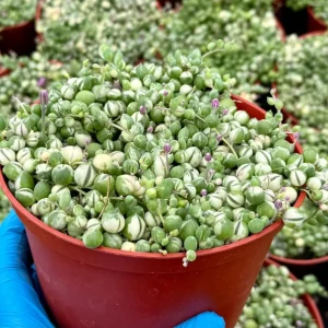 Variegated String of Pearls Live Plant - Senecio Rowleyanus - Trailing Succulent in 2, 4, 6 Inch Pot - Image 3