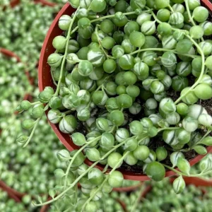 Variegated String of Pearls Live Plant – Trailing Succulent – 4 Inch Pot – Indoor - Image 1