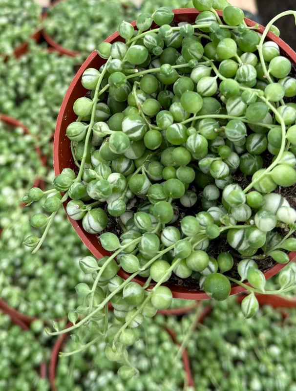Variegated String of Pearls Live Plant – Trailing Succulent – 4 Inch Pot – Indoor - Image 1