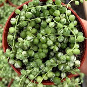 Variegated String of Pearls Live Plant – Trailing Succulent – 4 Inch Pot – Indoor - Image 2