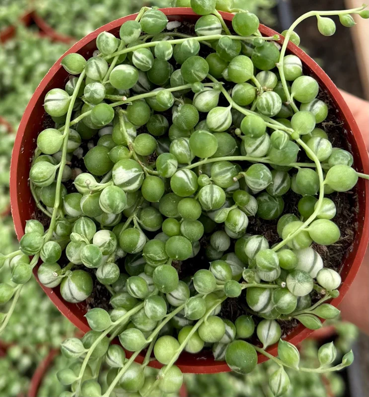 Variegated String of Pearls Live Plant – Trailing Succulent – 4 Inch Pot – Indoor - Image 2
