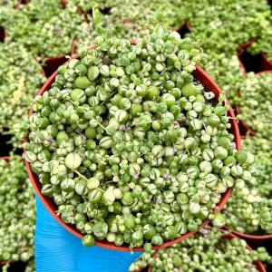 Variegated String of Pearls Live Plant - Trailing Succulent - 2, 4, 6 Inch Pot - Image 2