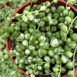 Variegated String of Pearls Live Plant – Trailing Succulent – 4 Inch Pot – Indoor - Image 3