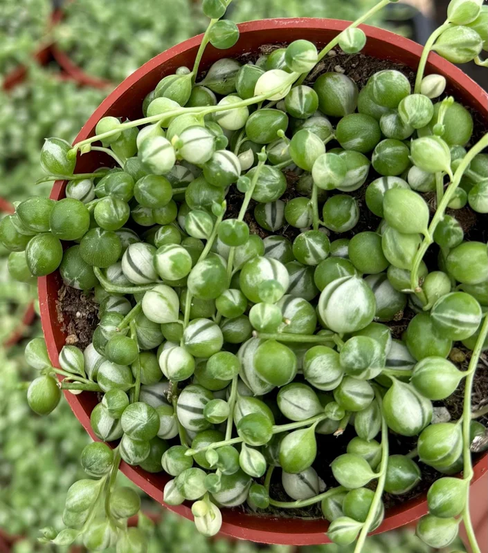 Variegated String of Pearls Live Plant – Trailing Succulent – 4 Inch Pot – Indoor - Image 3