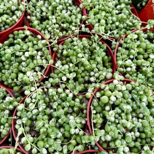 Variegated String of Pearls Live Plant – Trailing Succulent – 4 Inch Pot – Indoor - Image 4