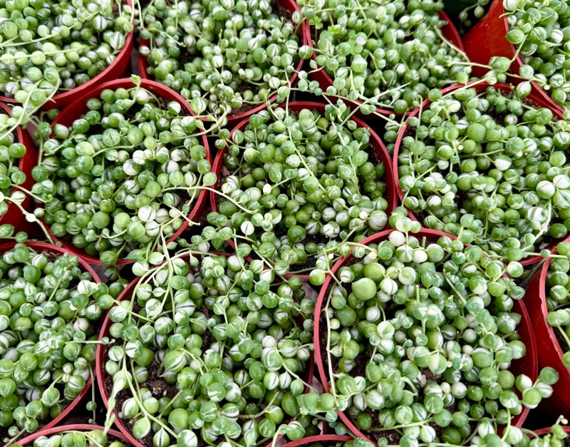 Variegated String of Pearls Live Plant – Trailing Succulent – 4 Inch Pot – Indoor - Image 4