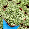Variegated String of Pearls Live Plant - Trailing Succulent - 2, 4, 6 Inch Pot - Image 1