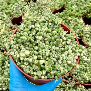 Variegated String of Pearls Live Plant - Trailing Succulent - 2, 4, 6 Inch Pot - Image 1