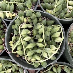 Variegated String of Tears Live Plant – 4 Inch Pot – Rare Trailing Succulent - Image 2