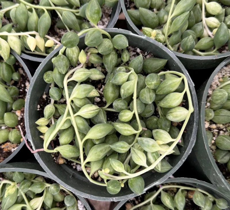 Variegated String of Tears Live Plant – 4 Inch Pot – Rare Trailing Succulent - Image 2