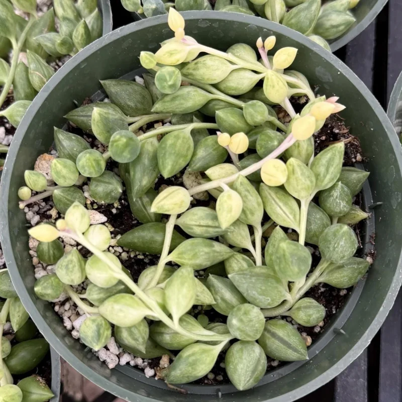 Variegated String of Tears Live Plant – 4 Inch Pot – Rare Trailing Succulent - Image 3