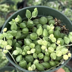 Variegated String of Tears Live Plant – 4 Inch Pot – Rare Trailing Succulent - Image 4