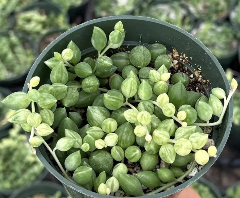 Variegated String of Tears Live Plant – 4 Inch Pot – Rare Trailing Succulent - Image 4