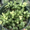 Variegated String of Tears Live Plant – 4 Inch Pot – Rare Trailing Succulent - Image 1