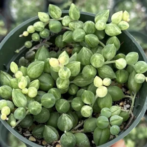 Variegated String of Tears Live Plant – 4 Inch Pot – Rare Trailing Succulent - Image 1