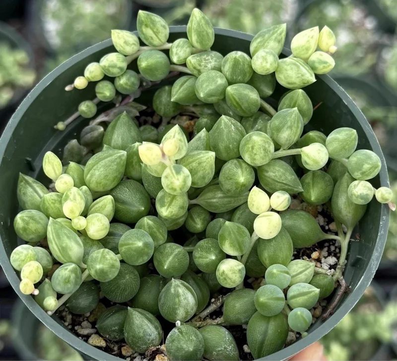 Variegated String of Tears Live Plant – 4 Inch Pot – Rare Trailing Succulent - Image 1