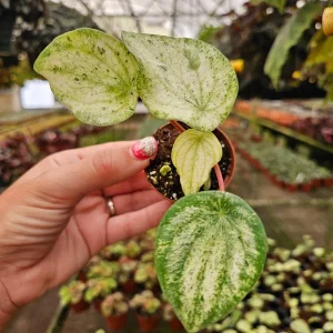 Variegated Watermelon Peperomia Live Plant - 2 Inch Pot - Speckled Houseplant - Image 2