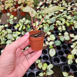 Variegated Watermelon Peperomia Live Plant - 2 Inch Pot - Speckled Houseplant - Image 3