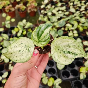 Variegated Watermelon Peperomia Live Plant - 2 Inch Pot - Speckled Houseplant - Image 1