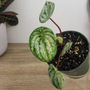 Variegated Watermelon Peperomia Live Plant - 4 Inch Pot, Rare Indoor Houseplant - Image 2