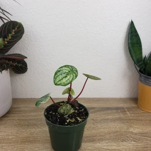 Variegated Watermelon Peperomia Live Plant - 4 Inch Pot, Rare Indoor Houseplant - Image 3