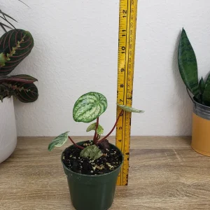 Variegated Watermelon Peperomia Live Plant - 4 Inch Pot, Rare Indoor Houseplant - Image 4