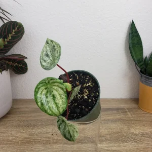 Variegated Watermelon Peperomia Live Plant - 4 Inch Pot, Rare Indoor Houseplant - Image 5
