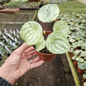 Variegated Watermelon Peperomia Live Plant - 4 Inch Pot, Rare Indoor Houseplant - Image 6