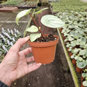 Variegated Watermelon Peperomia Live Plant - 4 Inch Pot, Rare Indoor Houseplant - Image 7