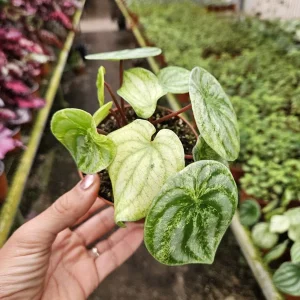 Variegated Watermelon Peperomia Live Plant - 4 Inch Pot, Rare Indoor Houseplant - Image 8