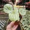 Variegated Watermelon Peperomia Live Plant - 4 Inch Pot, Rare Indoor Houseplant - Image 1