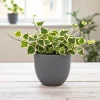 Variegated Wax Ivy Live Plant – Trailing Houseplant – Variegated Leaves - Image 1