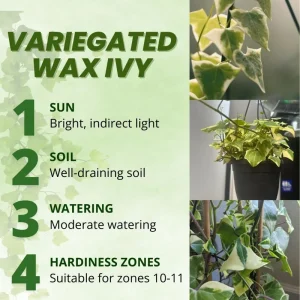 Variegated Wax Ivy Live Plant – Trailing Houseplant – Variegated Leaves - Image 2