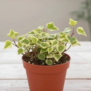 Variegated Wax Ivy Live Plant – Trailing Houseplant – Variegated Leaves - Image 4