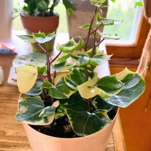 Variegated Wax Ivy Live Plant – Trailing Houseplant – Variegated Leaves - Image 5